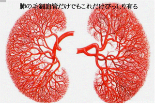 肺血管.png
